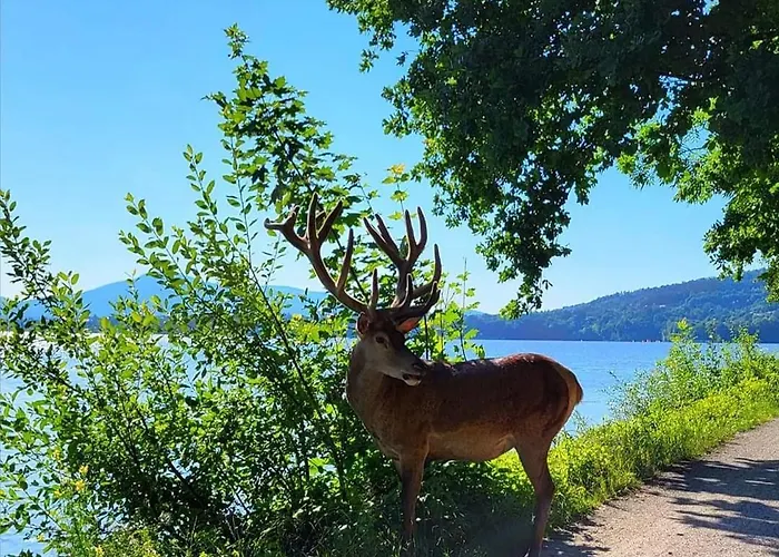 Baliowy Zar Nad Jeziorem W Miedzybrodziu Villa